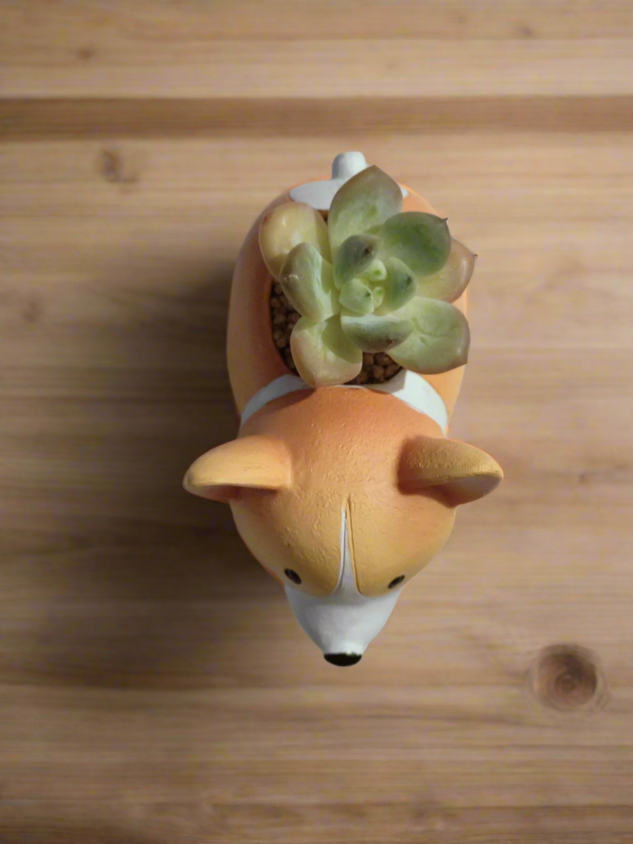 Whimsical design of Succulent Standing Charming Corgi