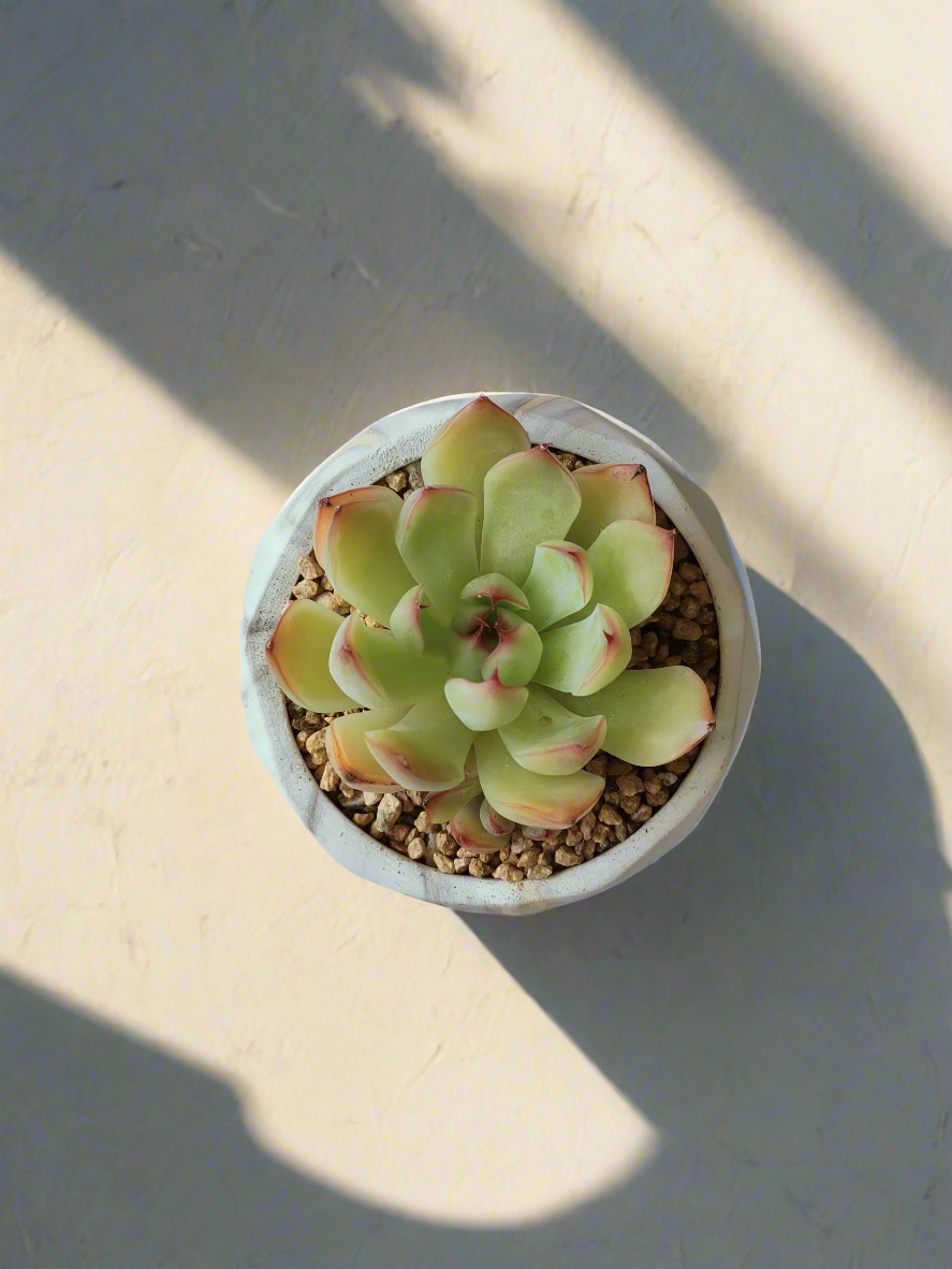 Succulent Classic Marble Gold Pot – Echeveria Elegans