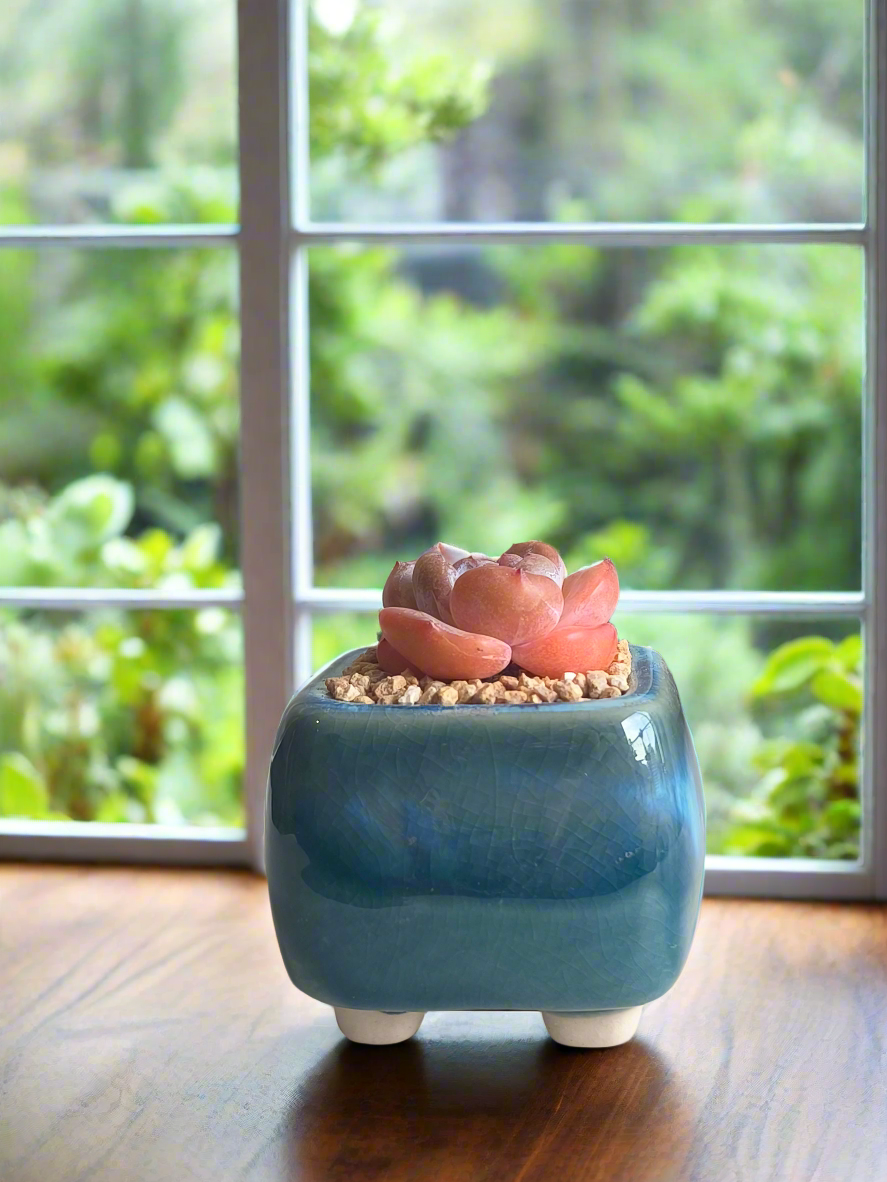 Succulent Serene Square Mini Planter – Echeveria 'Cosette'