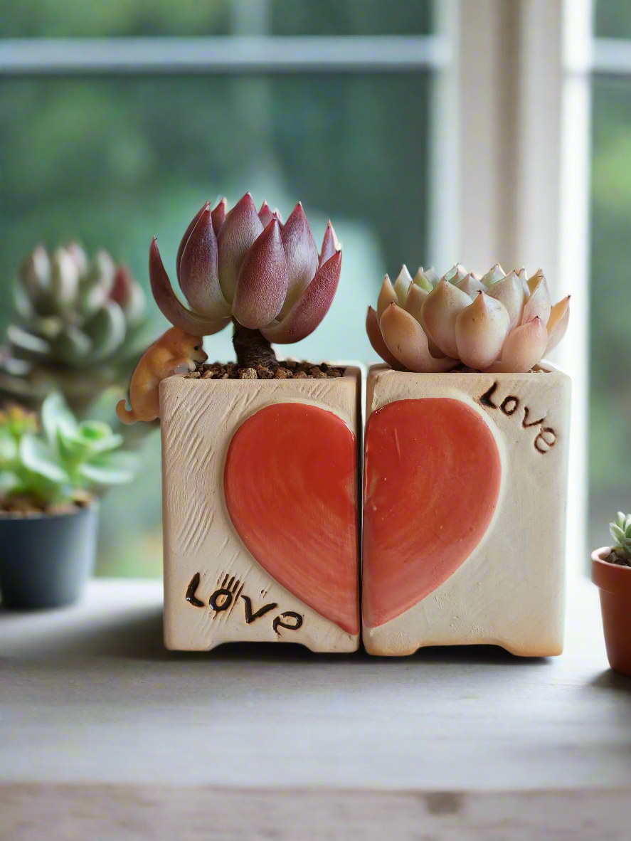 Succulent Heart Duo: The Perfect Gift of Love and Growth - Echeveria Agavoides & Elegans