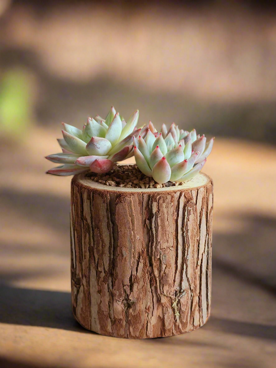 Succulent Natural Wood Pot - Echeveria Laui with 2 Echevaria'Blue Bird'