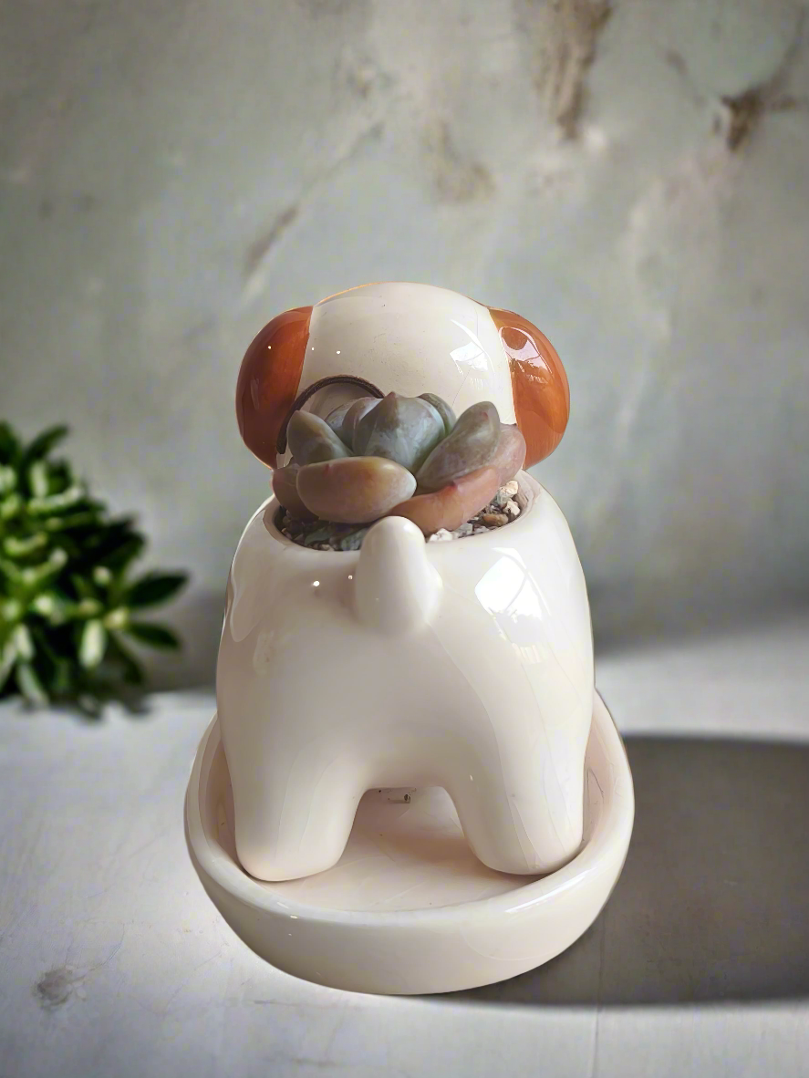 Succulent Puppy Jack Russell Terrier Planter - Echeveria Ice Green