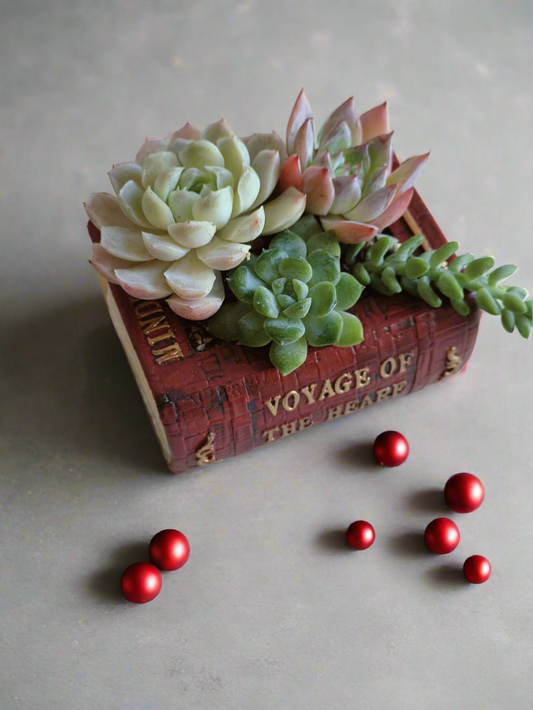 Succulent Book Nook – Assorted Succulents