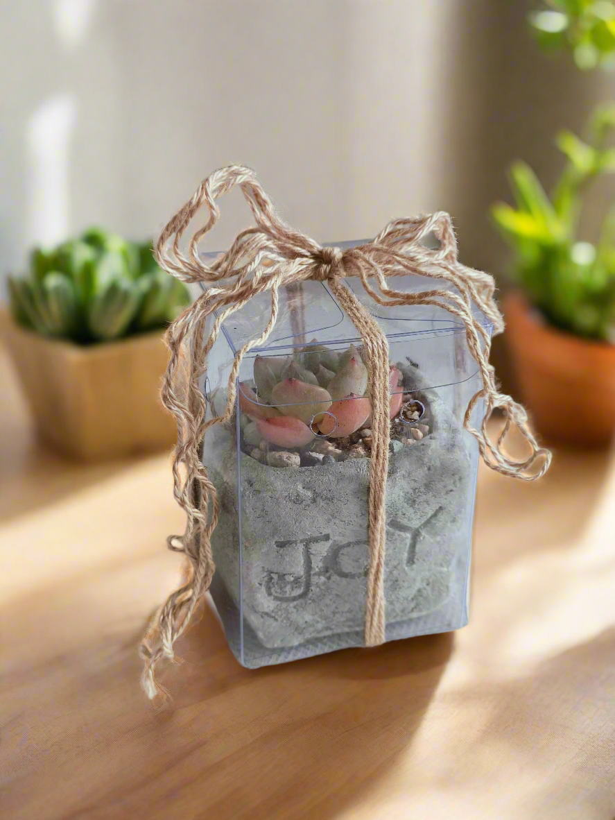 Succulent Simply Joy - Gift Favors (12 pack)