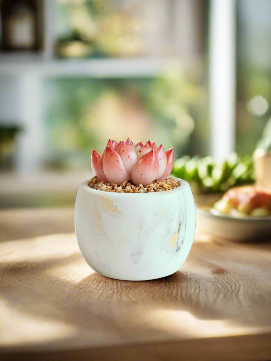 Succulent Mini Round Gold Pot – Echeveria Agavoides 'Romeo'