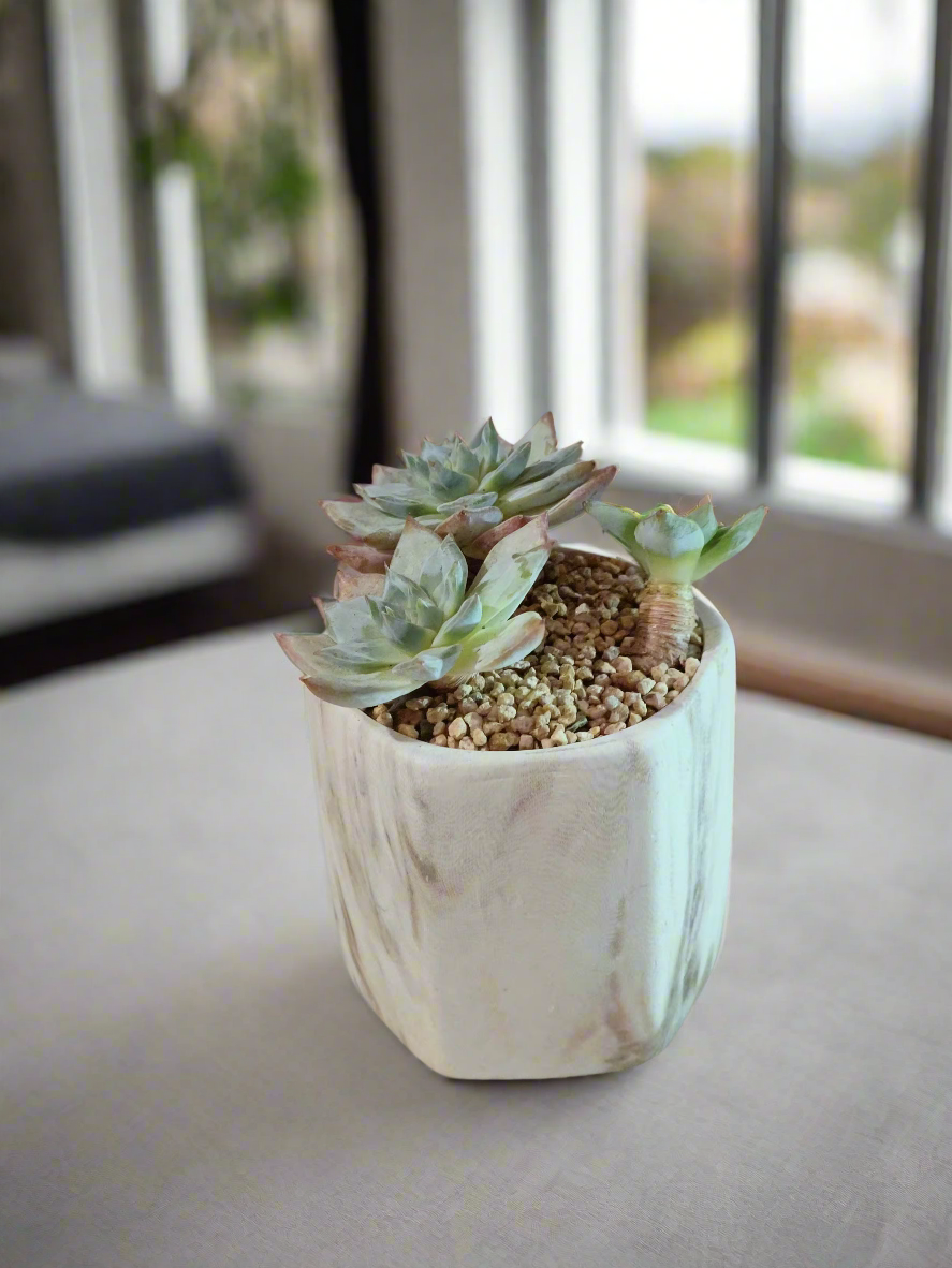 Succulent Radiant Octagon Brown – Echeveria BlueBird - SlowBloomGreens