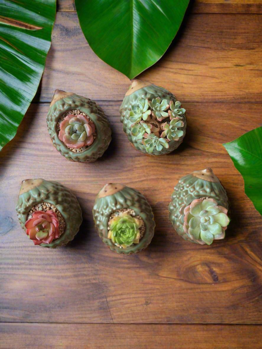 Succulent Hedgehog Pot - Echeveria Elegans - SlowBloomGreens