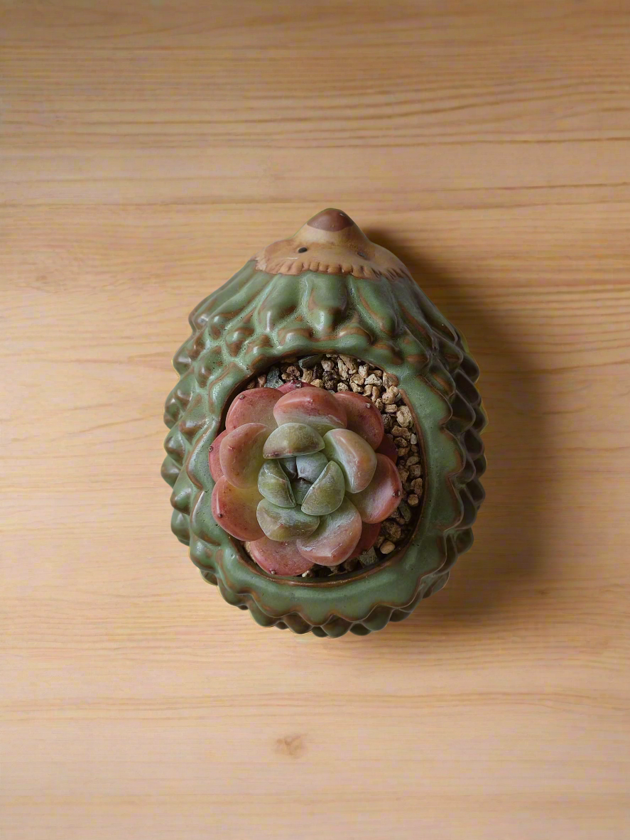 Succulent Hedgehog - Echeveria Ice Green