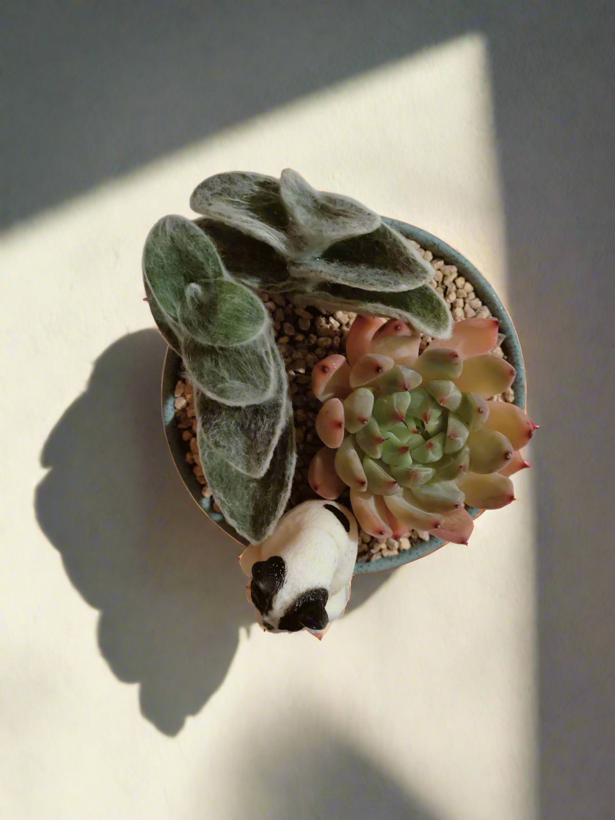 Succulent Speckled Terracotta Blue Yoga Bulldog - Echeveria White Mexican Rose & White Velvet - SlowBloomGreens