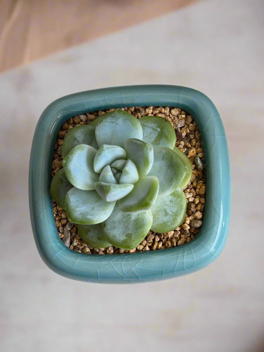 Succulent Zen Square Turquoise Pot – Echeveria Ice Green