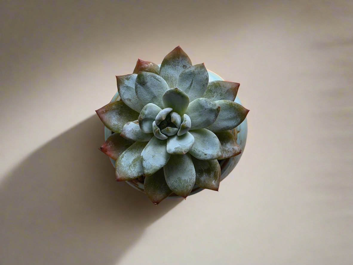 Succulent Rustic Serenity Pot – Echeveria 'Blue Bird'