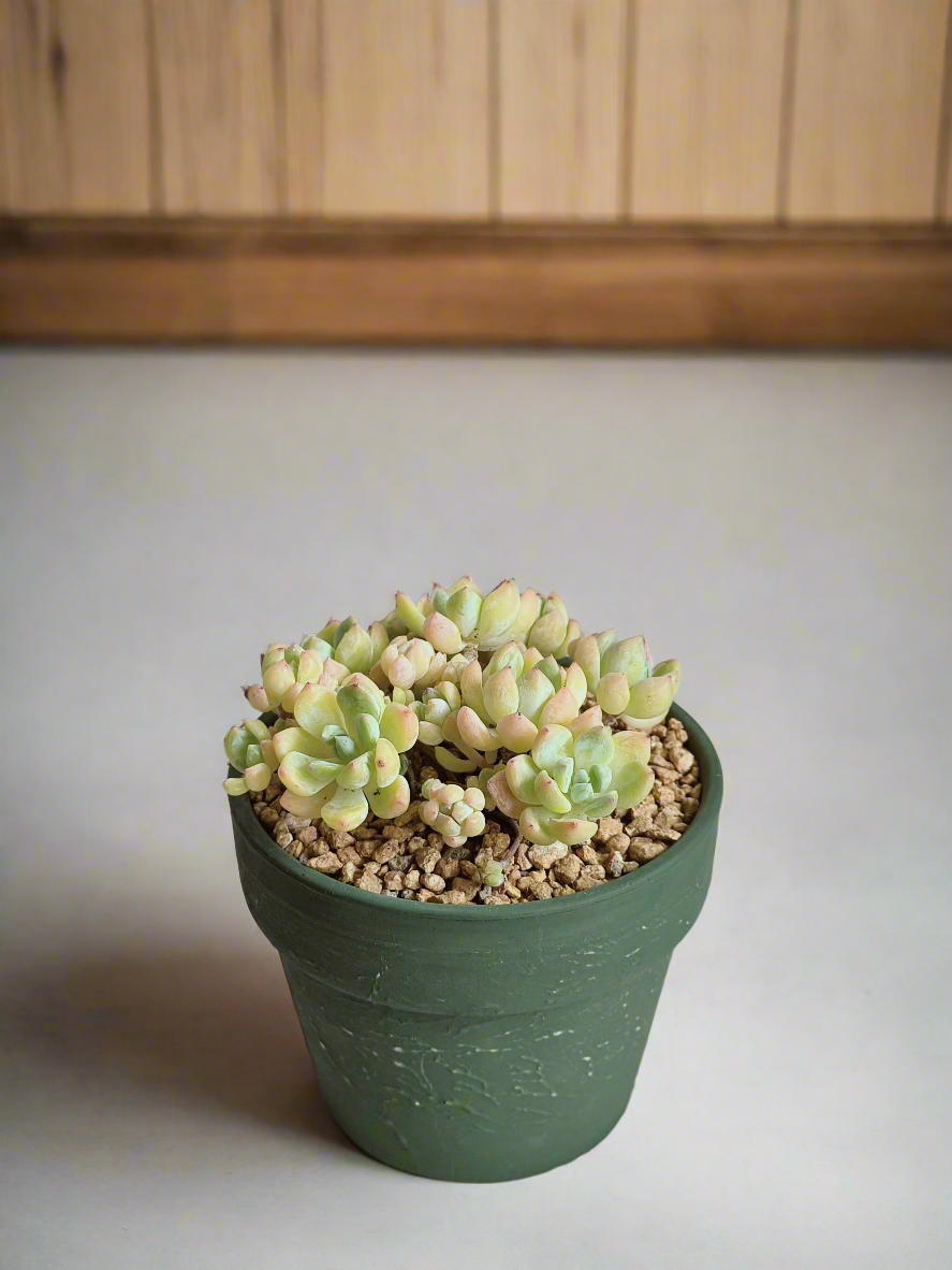 Succulent Rustica Ceramic – Tiscalatengo Gorge Sedum