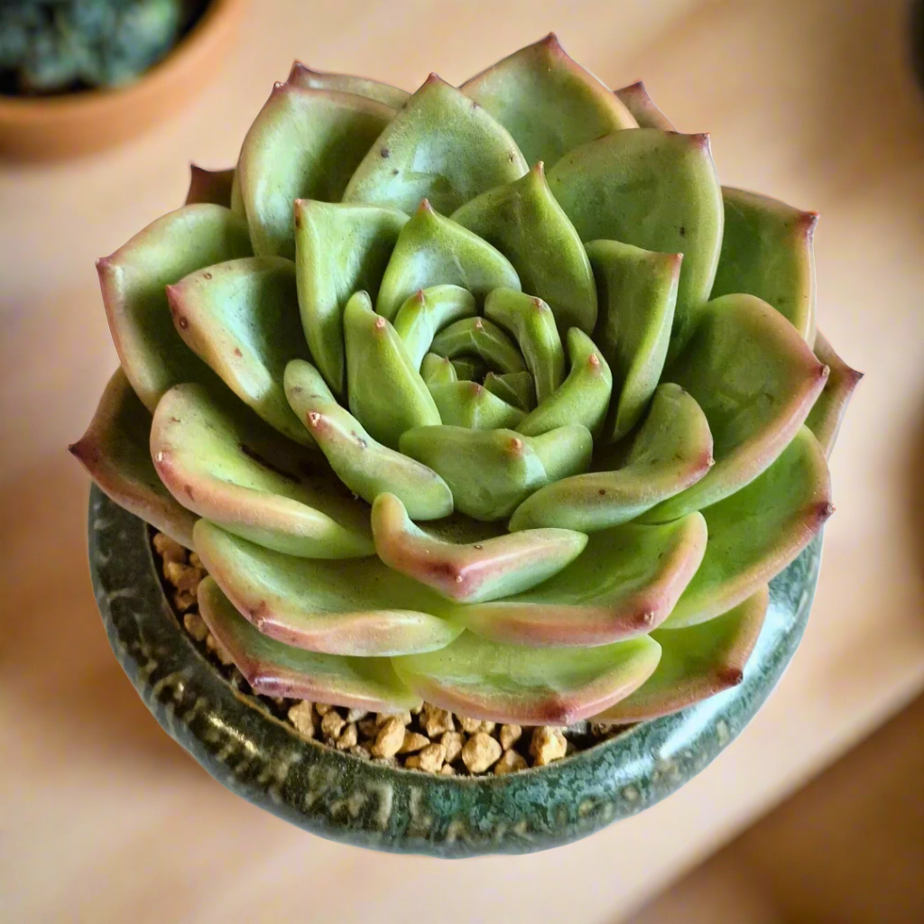 Succulent Rustica Ceramic – Echeveria Chihuahua as a charming centerpiece.