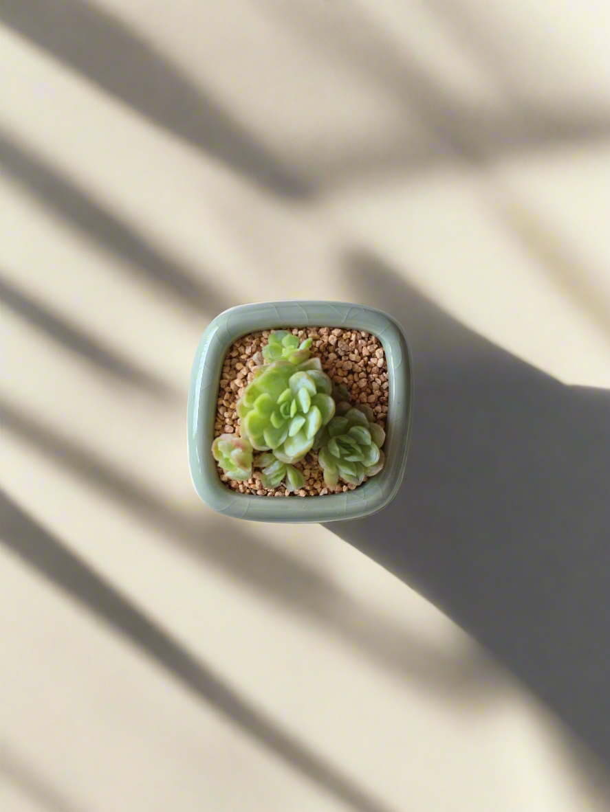 Succulent Zen Square Pastel Green Pot – Echeveria Elegans - SlowBloomGreens