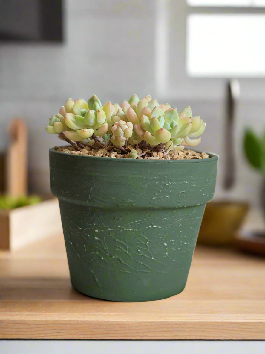 Succulent Rustica Ceramic – Tiscalatengo Gorge Sedum