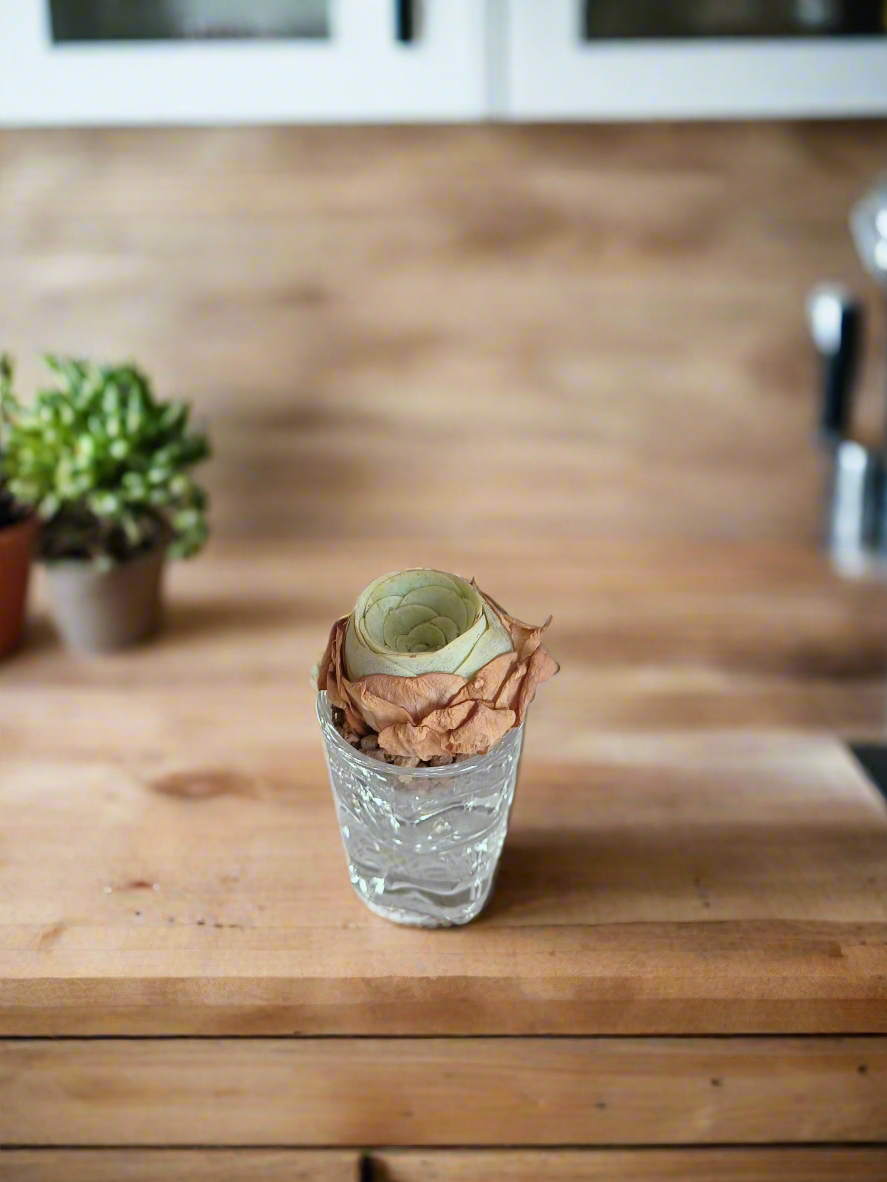 Succulent Shot Glass – Open Bud Mountain Rose 'Greenovia'