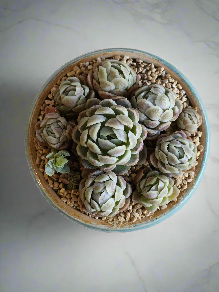 Succulent Moonlit Bloom Pot – Skyward Blue with Echeveria Elegans 'Raspberry Ice' - SlowBloomGreens