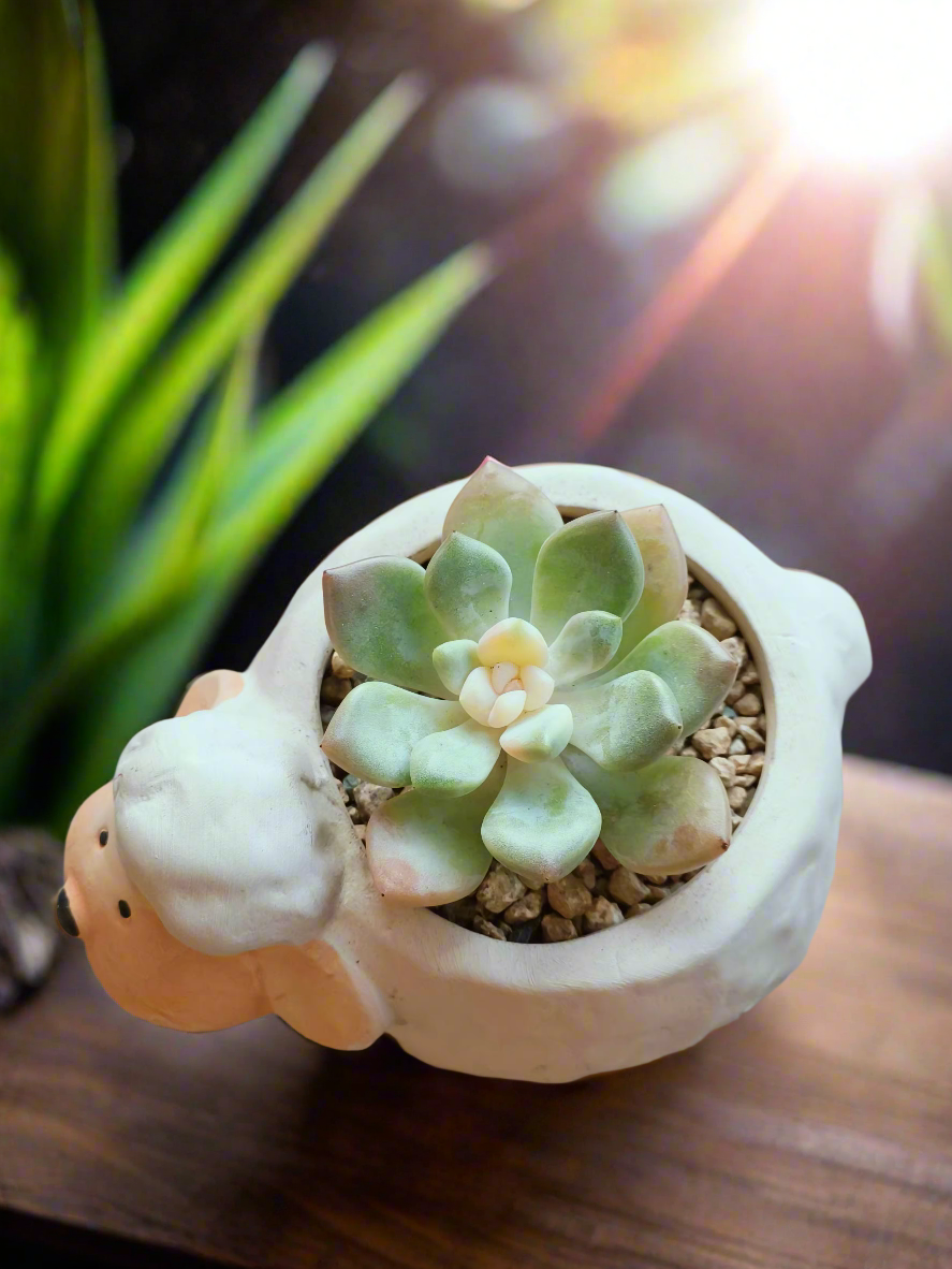 Succulent Sheep Pot - Echeveria Elegans