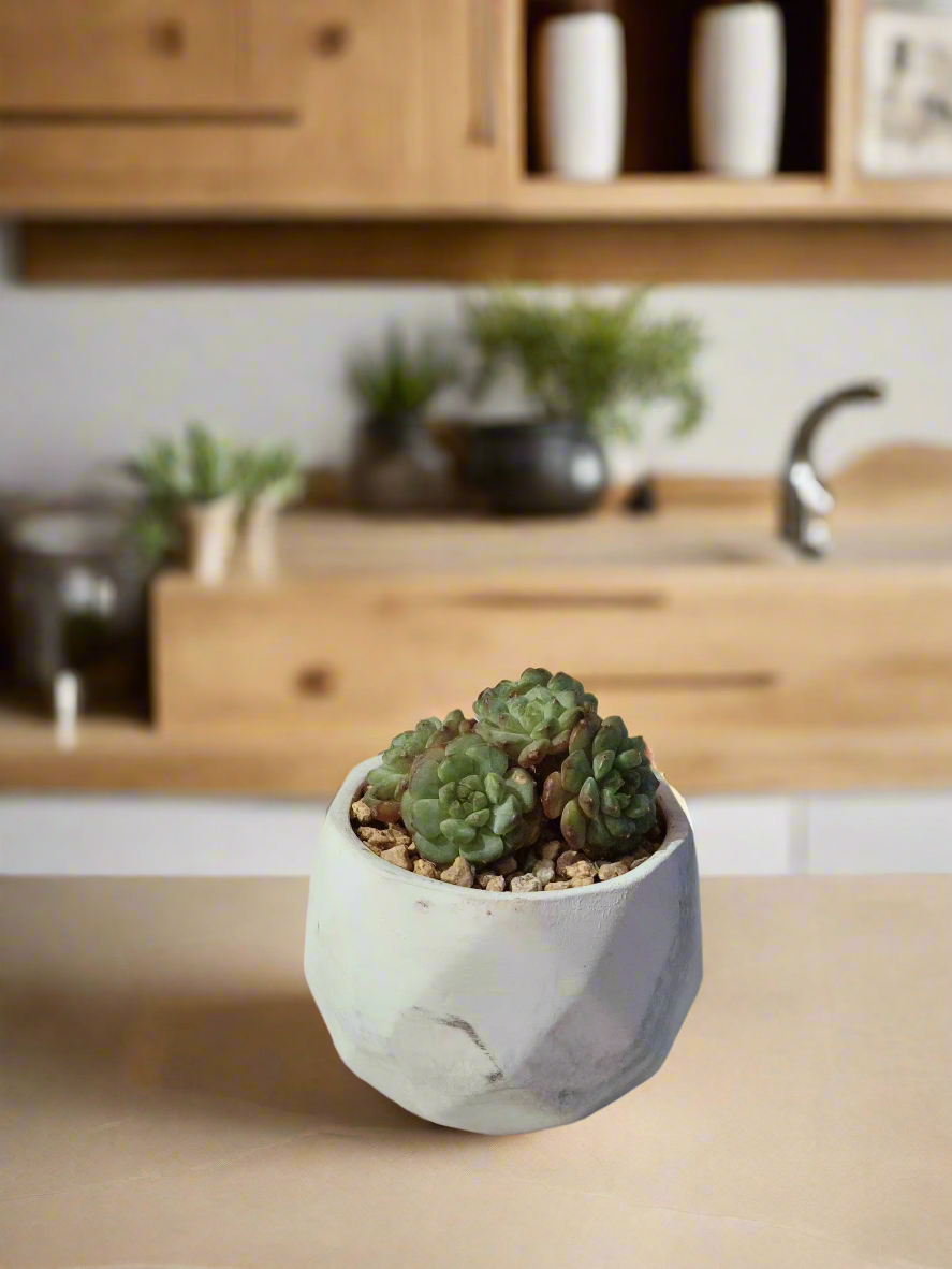 Stylish marble pot housing the Succulent Harmony Ash Pot – Echeveria Minima.