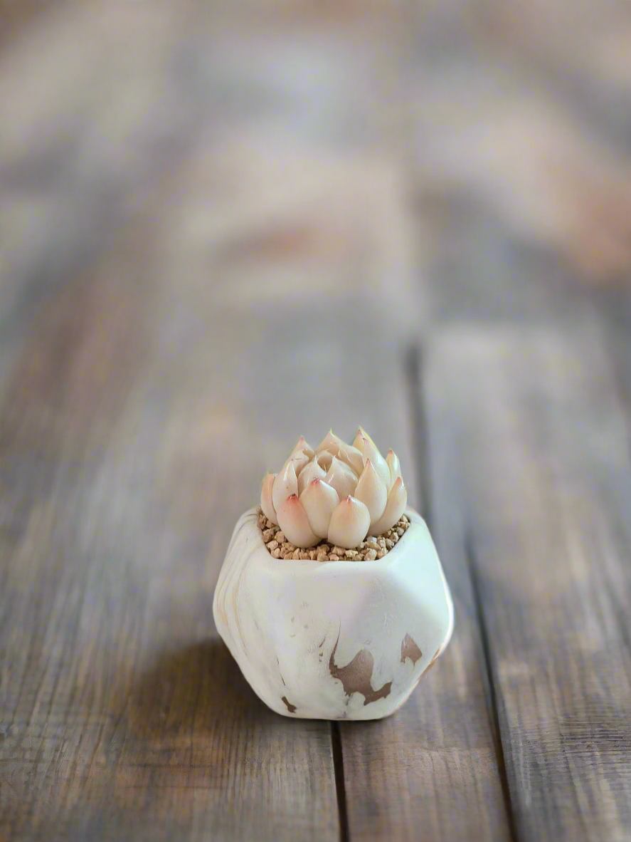 Succulent Mini Octagon Gold - Echeveria White Queen - SlowBloomGreens