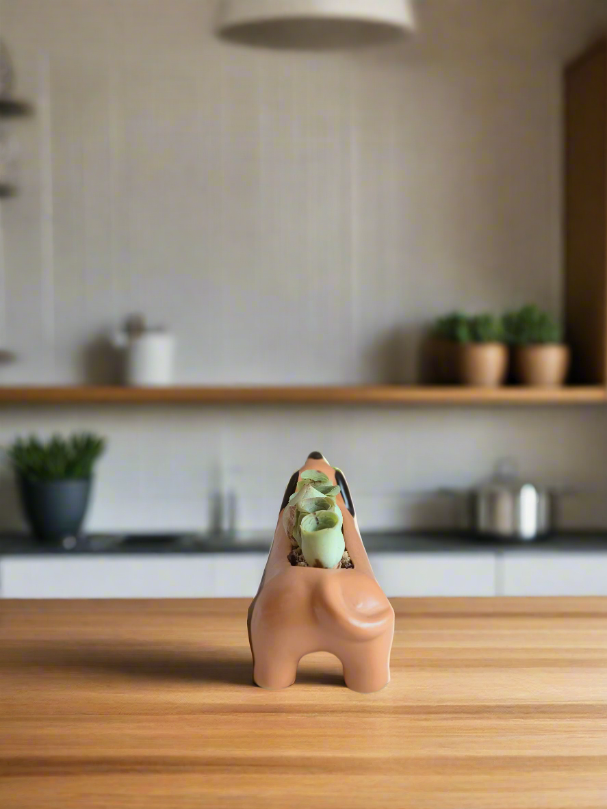 Succulent Daunchund - 5 Mountain Roses 'Greenovia' - SlowBloomGreens