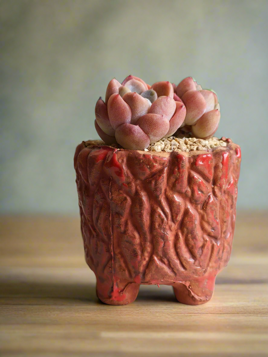 Succulent Rustica Ceramic Red – Echeveria hybrid