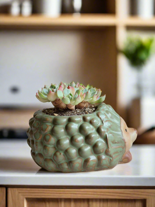 Succulent Hedgehog Pot - Echeveria Elegans