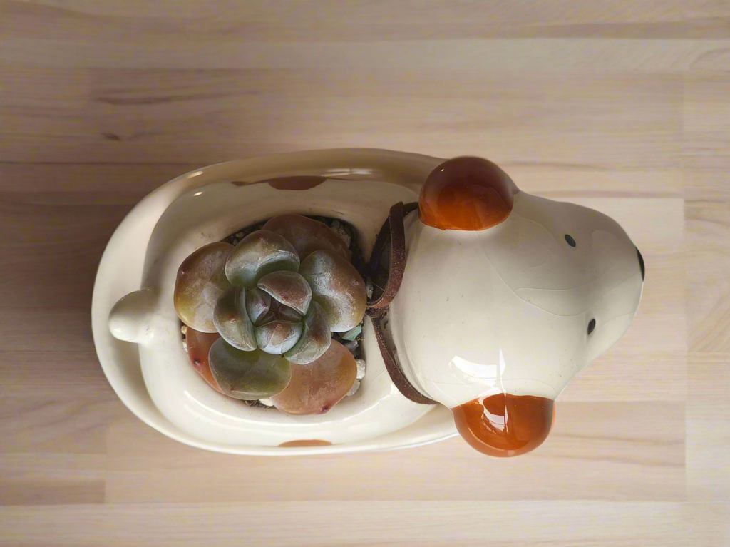 Succulent Puppy Jack Russell Terrier Planter - Echeveria Ice Green - SlowBloomGreens