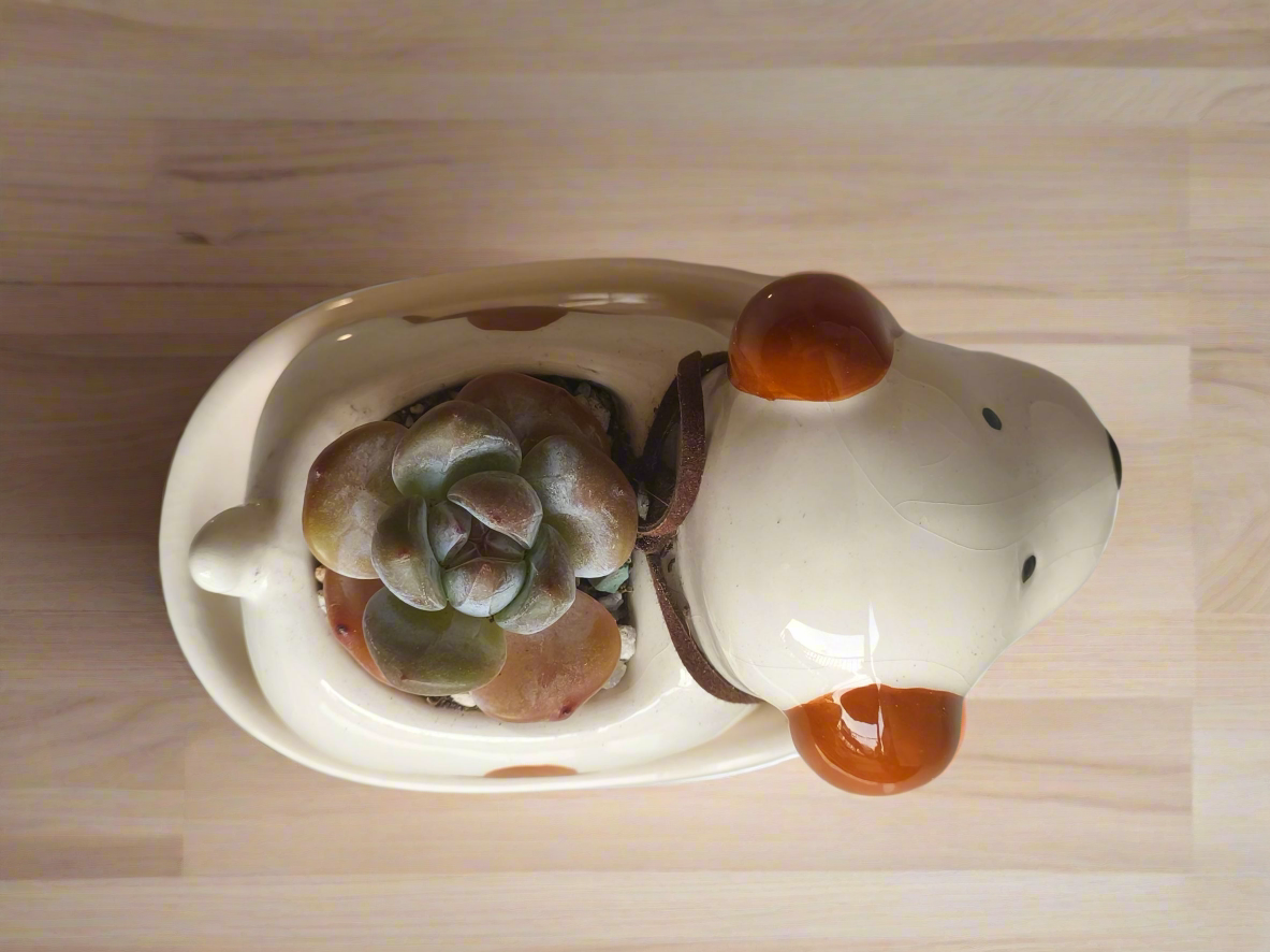 Succulent Puppy Jack Russell Terrier Planter - Echeveria Ice Green