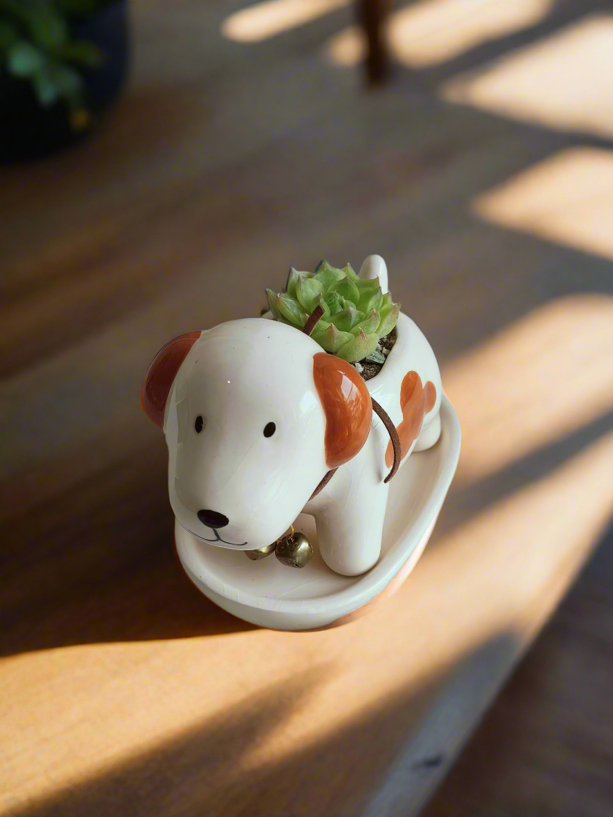 Fun design of Succulent Puppy Jack Russell Terrier Pot