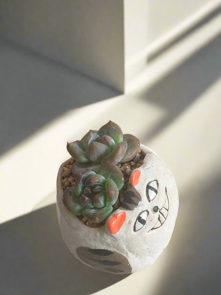Succulent Cheeky Cat Planter - Echeveria Ice Green