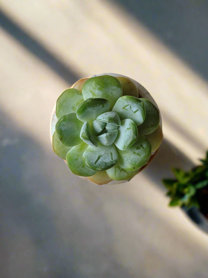 Charming round brown pot with Echeveria Ice Green