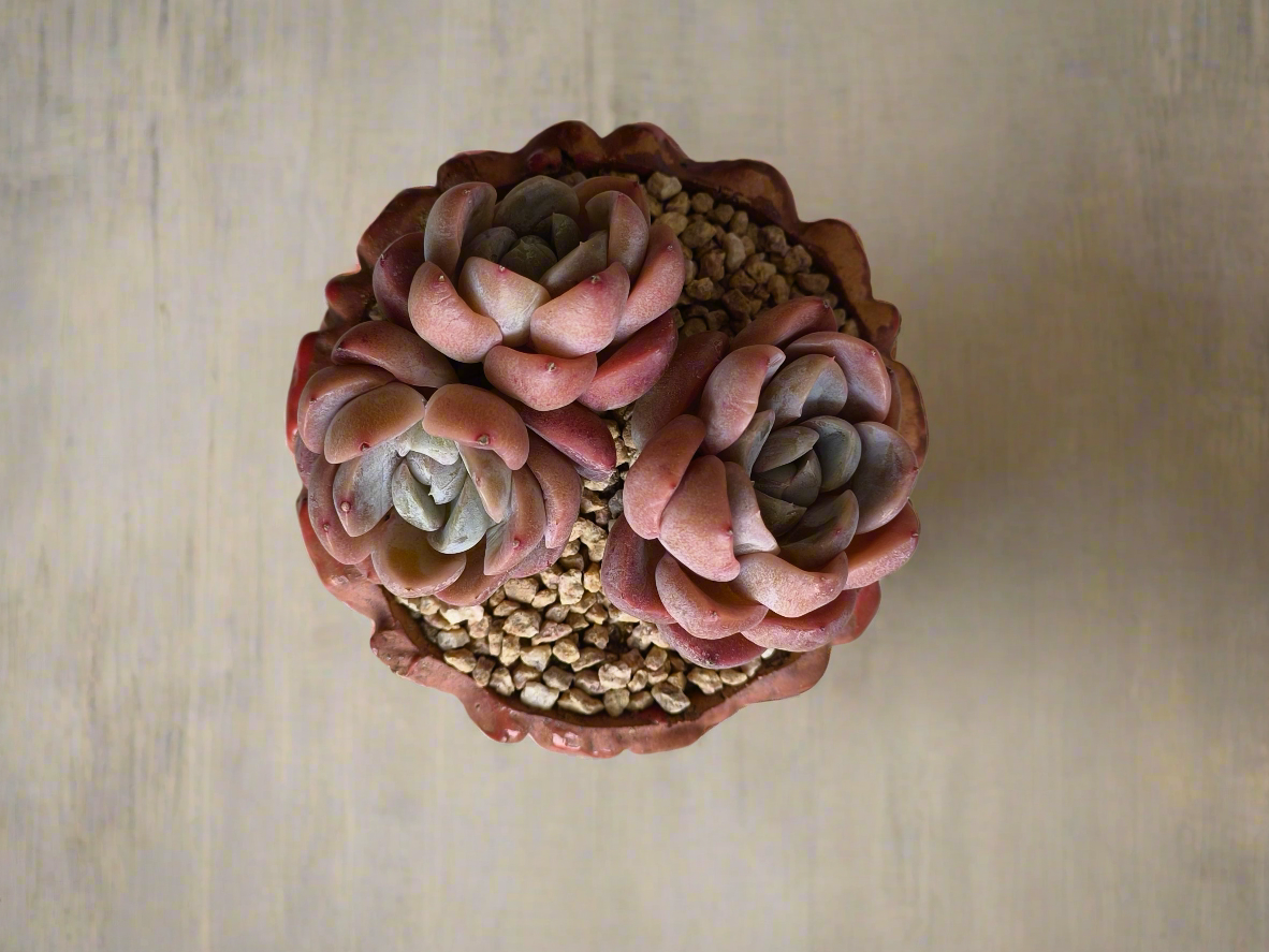 Succulent Rustica Ceramic Red – Echeveria hybrid