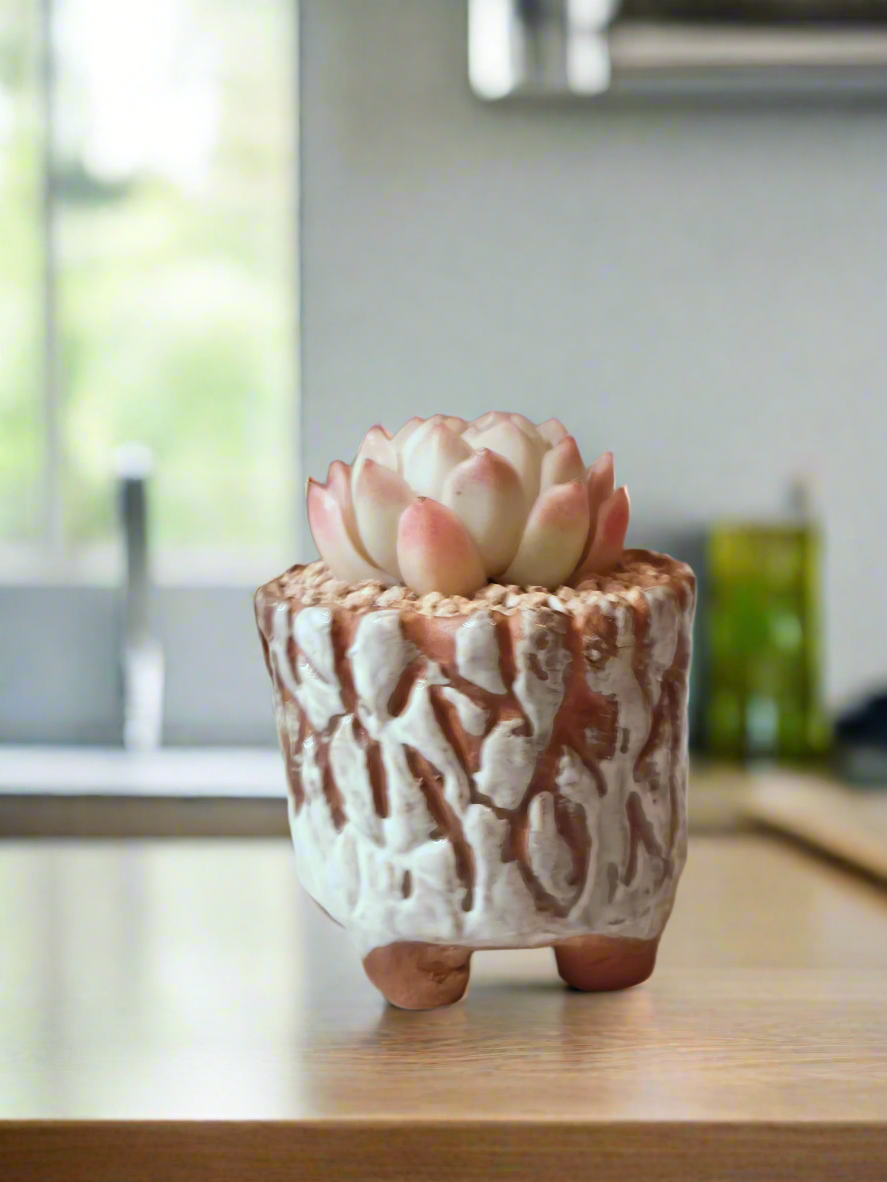 Succulent Rustica Ceramic White – Echeveria Raspberry Ice