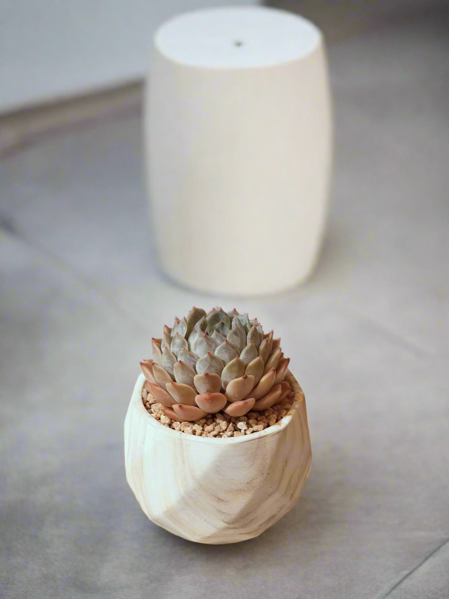 Succulent Classic Marble Brown Pot – Echeveria Fiona - SlowBloomGreens
