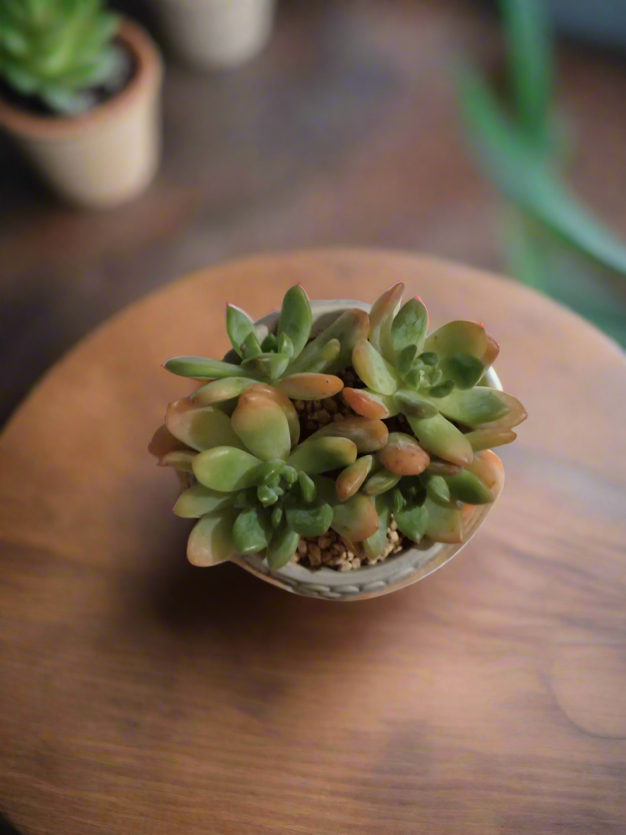 Eye-catching Succulent Owl Pot with vibrant Sedum