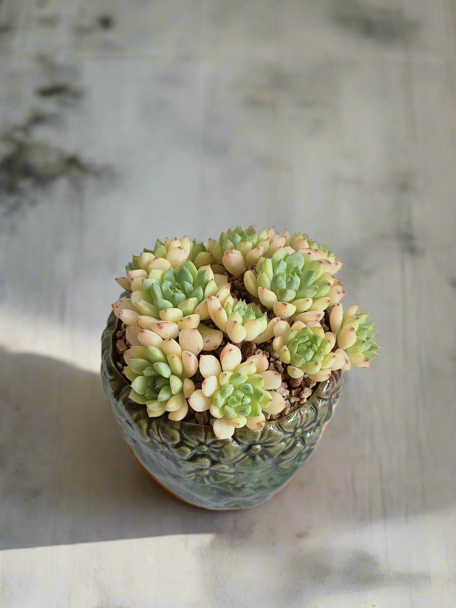 Succulent Rustica Ceramic Pot – Echeveria Macadamia paired with rustic elements for elegance.