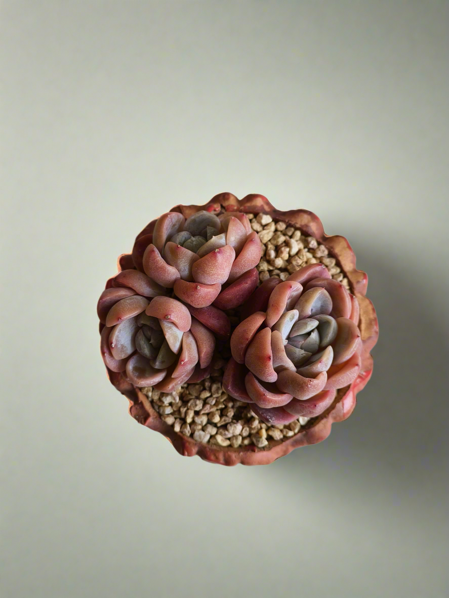 Succulent Rustica Ceramic Red – Echeveria hybrid