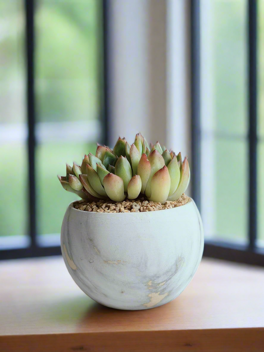 Succulent Elegant Round Gold Pot – Echeveria Mexican Ball in a modern setting.