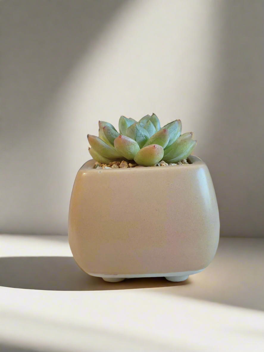 Succulent Serene Square Khaki – Echeveria Agavoides