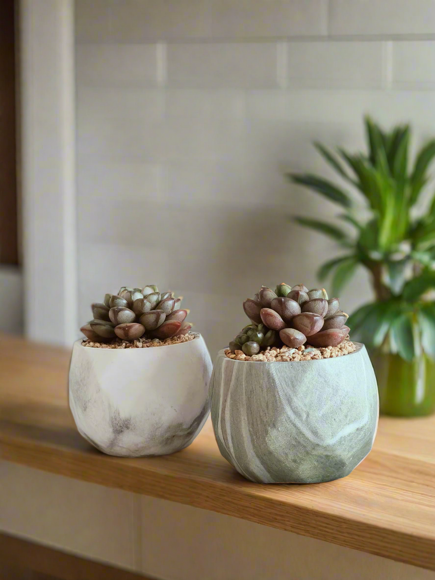 Duo pair of Succulent Harmony Green Pots featuring Graptoveria 'Amethorum' in Marble Pots, creating a charming display.