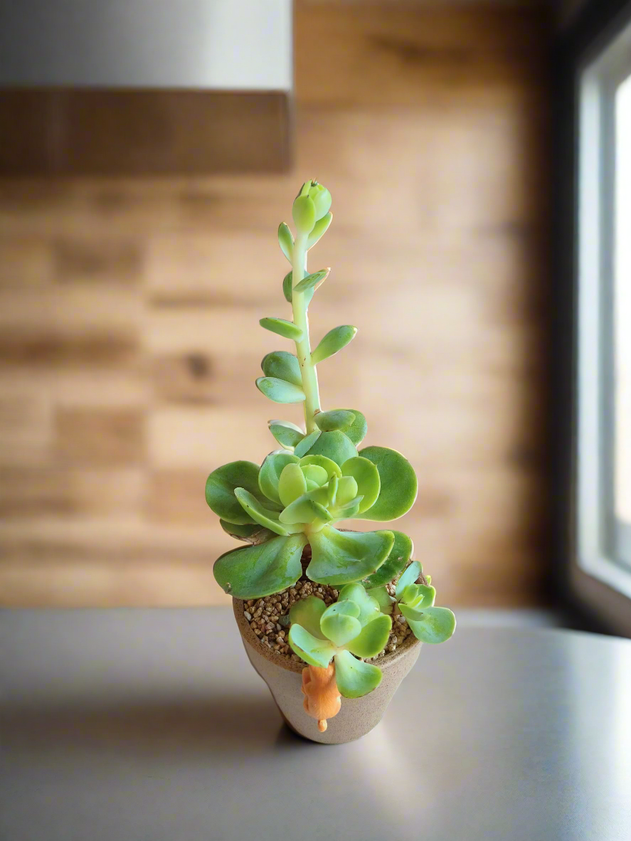 Succulent Speckled Terracotta Pot – Echeveria Peach Pride from a different angle.