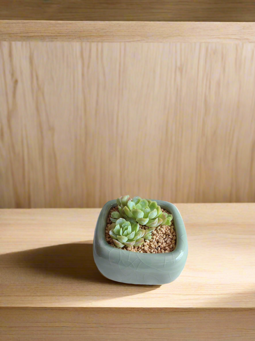 Succulent Zen Square Pastel Green Pot – Echeveria Elegans - SlowBloomGreens