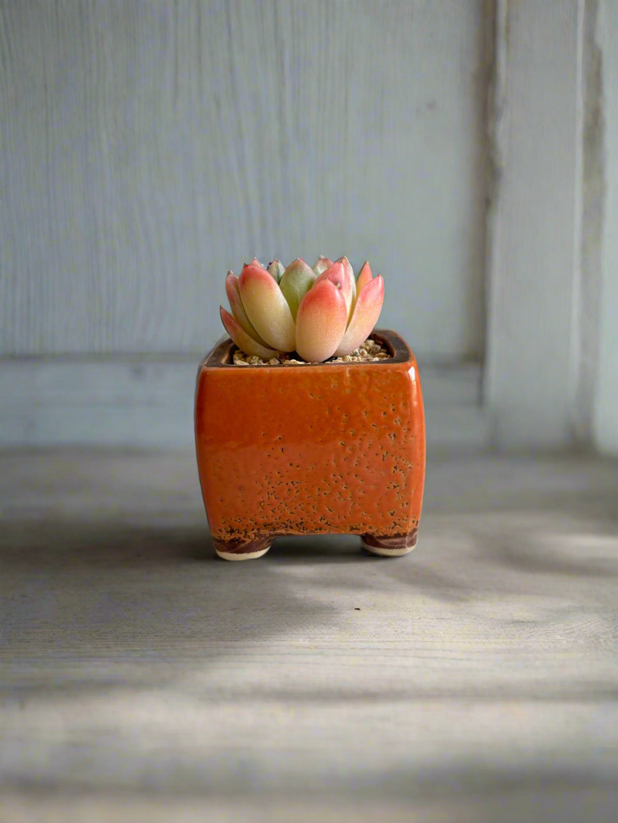 Succulent Ceramic Square Flowerpot Orange – Echeveria Suryeon