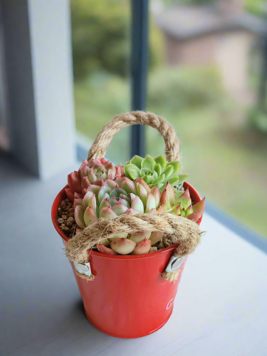 Succulent Festive Garden Charm Red pot - SlowBloomGreens