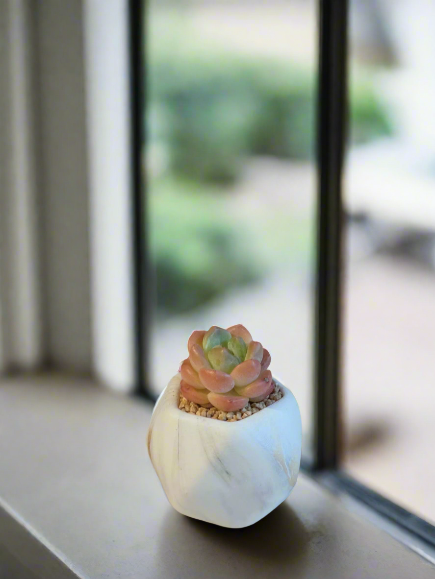 Succulent Mini Octagon Gold - Echeveria Suryeon - SlowBloomGreens