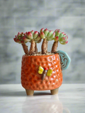 Succulent Enchanted Garden Dragonfly Planter – Sedeveria 'Blue Elf'