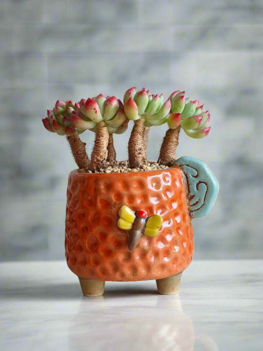 Succulent Enchanted Garden Dragonfly Planter – Sedeveria 'Blue Elf'