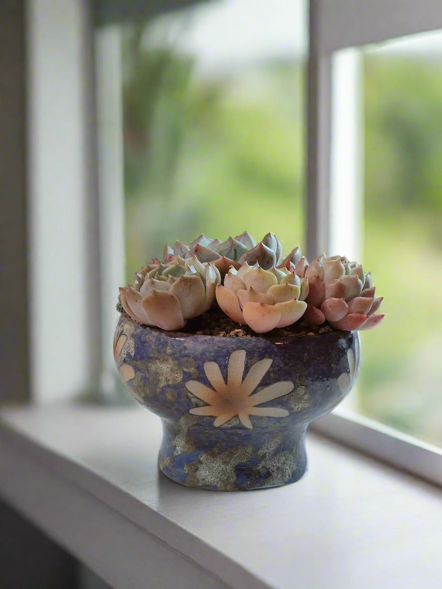 Succulent Moonlit Bloom Pot – Ocean Blue with Echeveria Orange Monroe & Friends