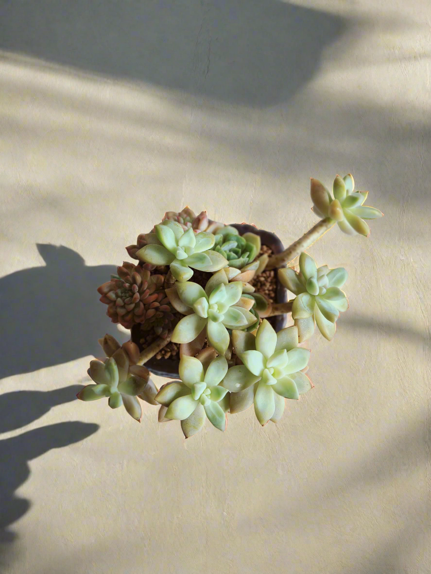 Succulent Rustic Floral Embossed Pot – Graptoselum Bronze, Fanfare 'Lovely Rose,' and Sedeveria Hummelii